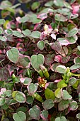 FUCHSIA PROCUMBENS VAR. THE WIRRAL