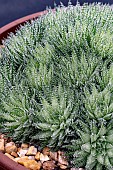 HAWORTHIA HERBACEA