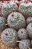 MAMMILARIA BOMBYCINA