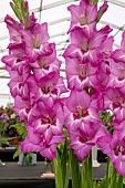 GLADIOLUS STAR PERFORMER
