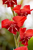 GLADIOLUS LEXIE