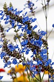SALVIA ULIGINOSA