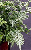 PTERIS ENSIFORMIS EVERGOMIENSIS