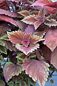 COLEUS TRUSTY RUSTY