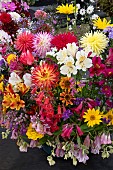 AUTUMN GARDEN FLOWERS