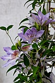 CLEMATIS TRANQUILITE