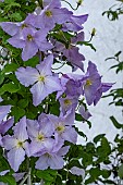 CLEMATIS BLUE ANGEL