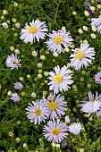 SYMPHYOTRICHUM NOVI BELGI APOLLO