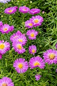 SYMPHYOTRICHUM NOVI BELGI HEINZE RICHARD