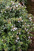 ABELIA X GRANDIFLORA LUCKY LOTS
