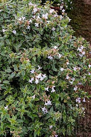 ABELIA_X_GRANDIFLORA_LUCKY_LOTS