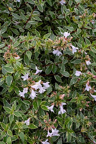 ABELIA_X_GRANDIFLORA_LUCKY_LOTS