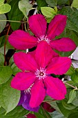 CLEMATIS KARDINAL WYSZYNSKI