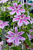 CLEMATIS GIRENAS