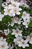 CLEMATIS DESTINY
