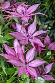 CLEMATIS GISELLE