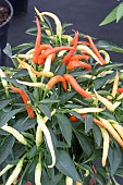 CHILLI MEDUSA