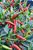 CHILLI THAI SUPER CHILLI