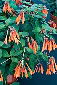 FUCHSIA KORELLE