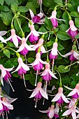 FUCHSIA WAVENEY GEM