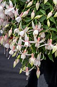 FUCHSIA MRS WILKS