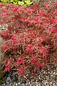 ACER PALMATUM RED BABY LACE