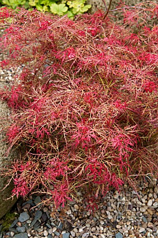 ACER_PALMATUM_RED_BABY_LACE
