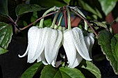 CLEMATIS UROPHYLLA WINTER BEAUTY
