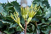 AGAVE POTATORUM