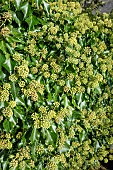 HEDERA HELIX ABORIAL FORM IN AUTUMN