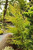 CERCIDIPHYLLUM JAPONICUM BOYDS DWARF