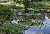 WILD LIFE POND