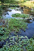 WILD LIFE POND