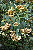 COTONEASTER ROTHSCHILDIANA AGM