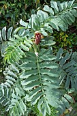 MELIANTHUS MAJOR AGM