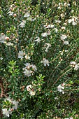 MYRTUS COMMUNIS SUBSP TARENTINA