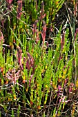 SALICORNIA EUROPEA - SAMPHIRE