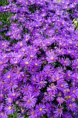 ASTER AMELLUS VEILCHENKONIGIN