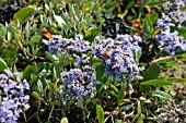 STATICE LIMONIUM