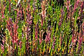 SALICORNIA EUROPEA - SAMPHIRE