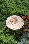 PARASOL MUSHROOM