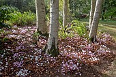 CYCLAMEN HEDRIFOLIA IN AUTUMN SUNSHINE