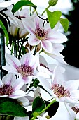 CLEMATIS  CORRINE