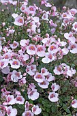 DIASCIA APPLE BLOSSOM