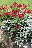 PLANT ASSOCIATION WITH IVY GERANIUM (PELARGONIUM AND HELICHRYSUM