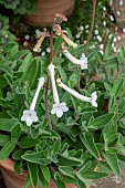 SINNINGIA  TUBIFLORA