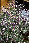 CLEMATIS AROMATICA