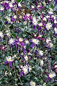 CLEMATIS AROMATICA