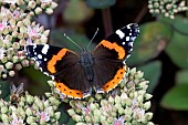 RED ADMIRAL BUTTERFLY