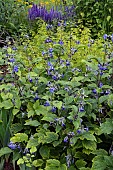 CLEMATIS HERACLEIFOLIA